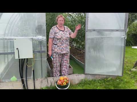 Видео: Поспели помидоры самозванцы