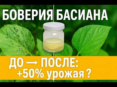 Видео: Как я делаю биопрепарат из Боверии: блинчик, фильтрат и опрыскивание — просто, дешево, эффективно!