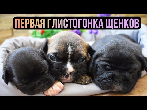 Видео: Первая глистогонка щенков в 3 недели