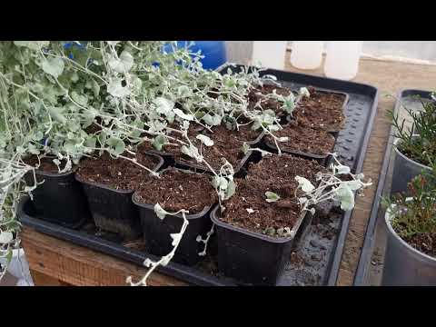Видео: Я думал неполучится,  но ошибался,  Простейший способ черенкования Дихондры👍обрезка Дихондры в зиму.