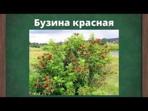 Видео: Дикорастущие кустарники