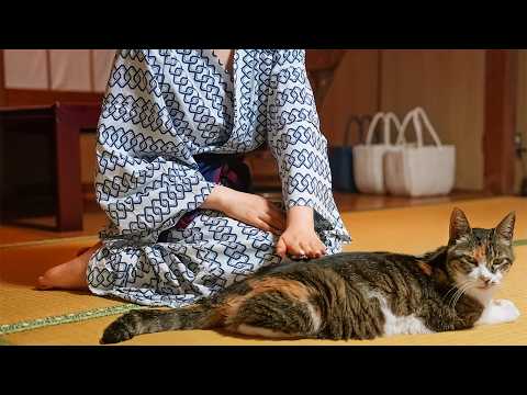 Видео: Кошачий рай! Уединённый японский отель с горячими источниками, где живут 9 кошек |Shichirigawa Onsen