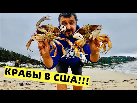 Видео: ОБЪЕДЕНИЕ! КРАБЫ В АМЕРИКЕ. ЛИМИТ ЗА ПОЛ-ЧАСА! ТИХИЙ ОКЕАН. СЕВЕРО-ЗАПАД США.