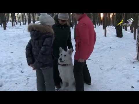 Видео: Дрессировка собак, комплекс сидеть лежать стоять, коробка из наставников