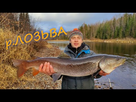 Видео: рыбалка у манси. река лозьва