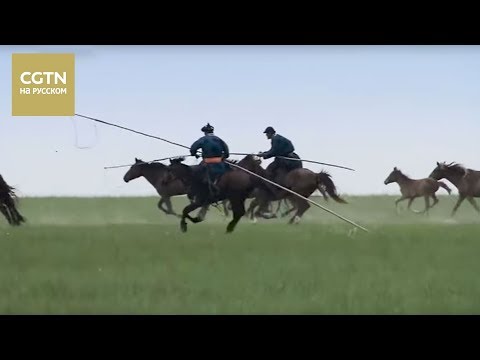 Видео: Чай - история одного листа Серия 2 Конец пути Часть 2[Age0+]