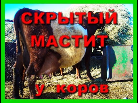 Видео: Мастит у дойных коров бывает...  ответ  хозяина ЛПХ Бажениты