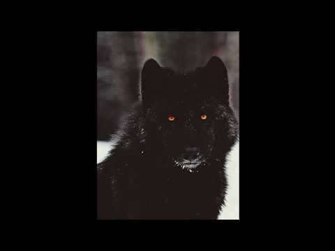 Видео: Маленькая панда (Remix♥♥)