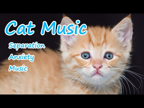 Видео: Музыка для расслабления кошек 💖 Лечебная музыка для котят, успокаивающая музыка для сна