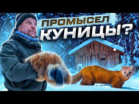 Видео: Промысел.Как не надо ловить Куницу. Байка из таёжной избы.