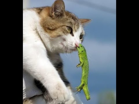 Видео: 😺 Никогда не сдавайся! 🐈 Самое смешное видео с котами и котятами! Вы будете смеяться! 😸