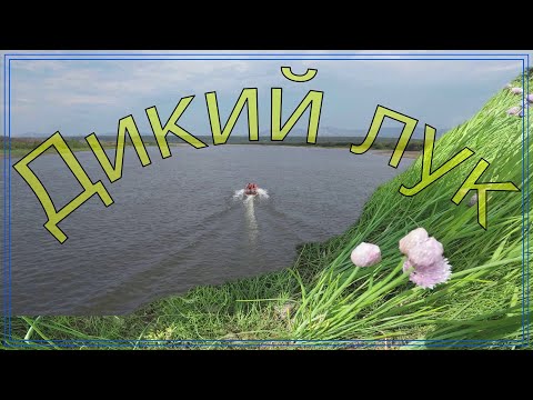 Видео: Дикий лук. Собираем на севере Камчатки. Wild onion. In the north of Kamchatka. Allium schoenoprasum.