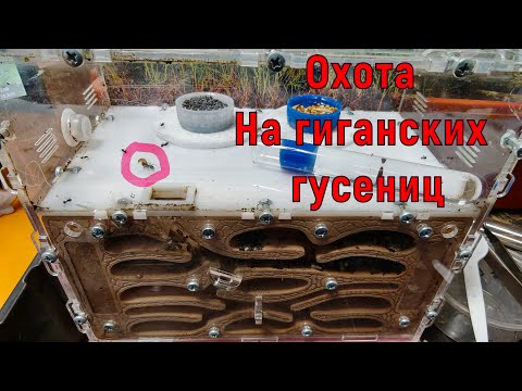 Видео: Храбрые сердцем / битва за жизнь