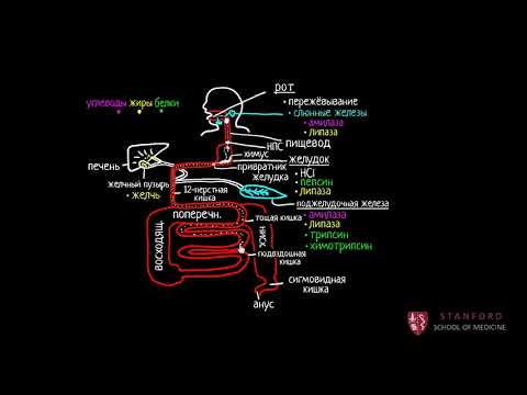 Видео: Пищеварительная система человека (2 часть из 4) | Рост и обмен веществ | Медицина