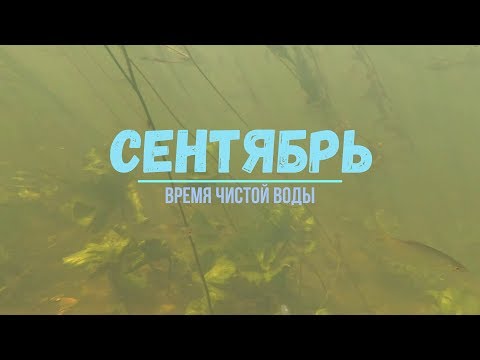 Видео: Подводная охота - Сентябрь