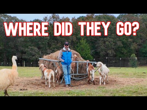 Видео: Куда делись козы?