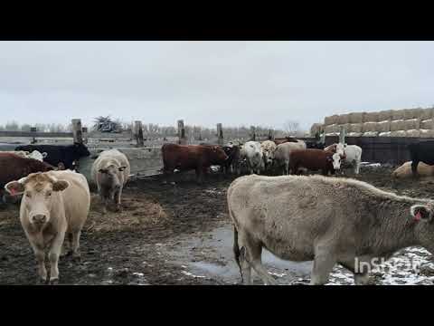 Видео: Тёлки кричат,коровы пасутся,на вечер даём сено.