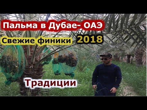 Видео: Дубай. Пальма и свежие  финики в ОАЭ  رطب و التمور