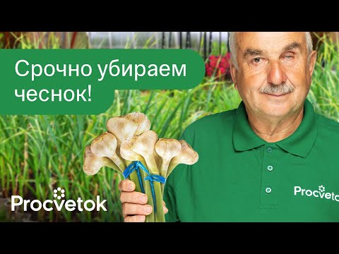 Видео: КОВАРНАЯ ОШИБКА ПРИ УБОРКЕ ЧЕСНОКА И ЛУКА, из-за которой может сгнить весь урожай