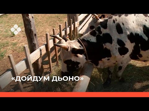 Видео: «Дойдум дьоно» биэриигэ: саха ынаҕын иитии (24.10.21)