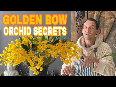 Видео: Dendrobium chrysotoxum: золотая жемчужина среди орхидей