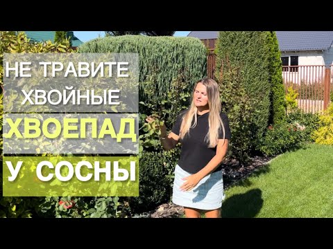 Видео: КОГДА НАЧИНАЕТСЯ ХВОЕПАД У СОСЕН? Чего не стоит бояться .