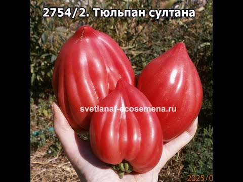 Видео: Шикарные сорта томатов селекции Софии Сааковой. Каталог томатов на 2026 г.