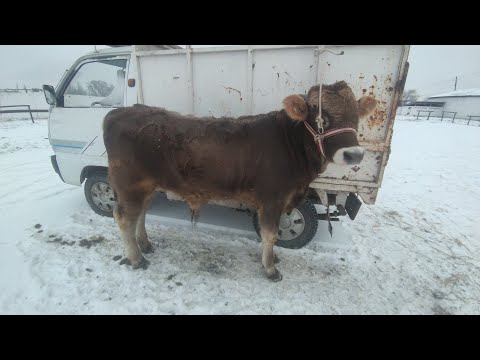 Видео: МАЛ БАЗАР 21/01/24 БЕЛЕВОДСКИЙ МАЛ БАЗАРЫ