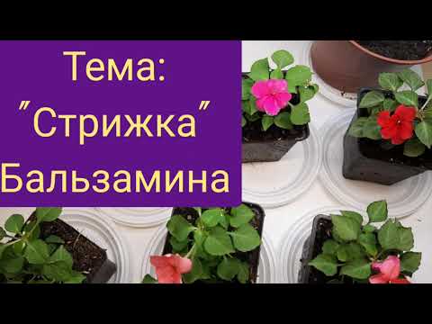 Видео: Что отрезать у Бальзамина?/Формируем ровный кустик для красивого цветения/ Сажаем черенки Бальзамина