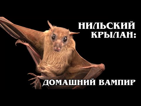 Видео: ЕГИПЕТСКИЕ ЛЕТУЧИЕ СОБАКИ: Нильские крыланы | Интересные факты про летучих мышей