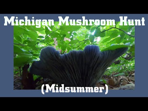 Видео: Грибная охота в Мичигане в середине лета
