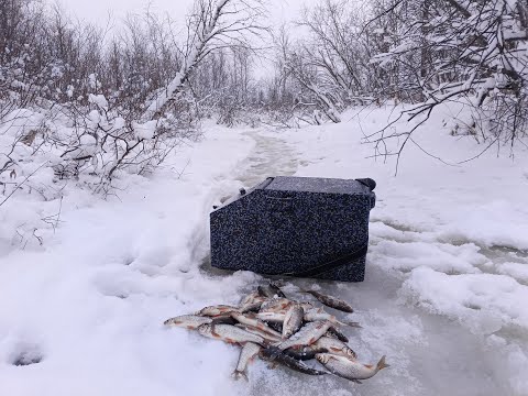 Видео: В ЭТОЙ МАЛЕНЬКОЙ РЕЧКЕ ОЧЕНЬ МНОГО РЫБЫ.ЗИМНЯЯ РЫБАЛКА НА МОРМЫШКУ.МОХТИК И СОРОГА.