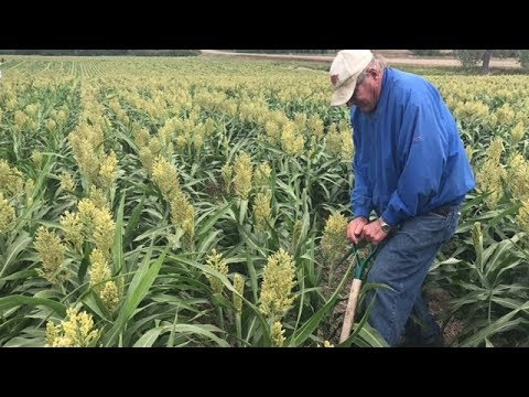 Видео: No-till на суходольных севооборотах Дакота Лейкс