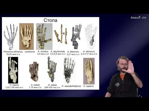 Видео: Дробышевский С.В. - Антропология - 3. Происхождение человека