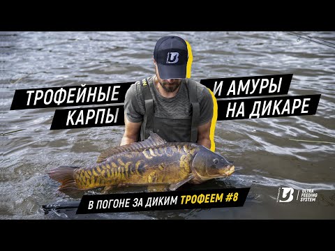 Видео: Трофейные карпы и амуры на дикаре. В погоне за диким трофеем #8.