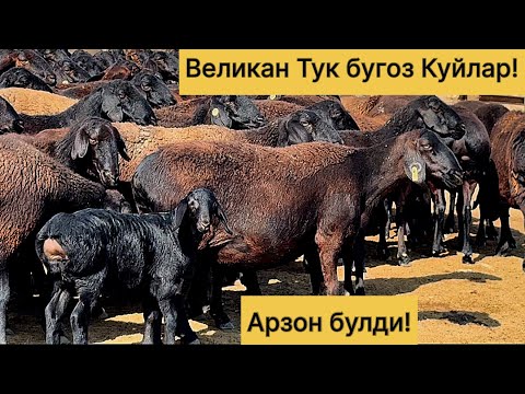 Видео: Великан тук бугоз куйлар! 770031395☎️