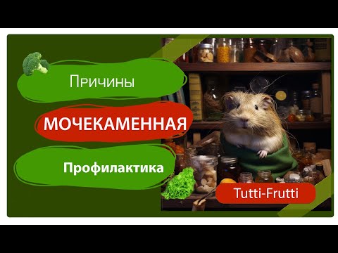 Видео: Мочекаменная болезнь у морских свинок: причины, симптомы и профилактика.