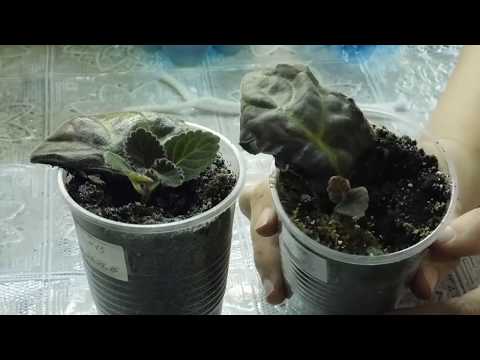 Видео: 🌱Детка глоксинии с материнским листом ! Как быть дальше 🌱 How to grow gloxinia from a leaf