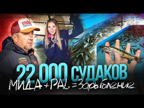 Видео: Большое зарыбление судаком Угличского водохранилища от PAL и Мида Групп. Интервью с рыбоводами
