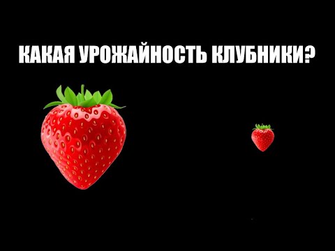 Видео: УРОЖАЙНОСТЬ КЛУБНИКИ/ СИТИ/ ТЕПЛИЦА/ ОТКРЫТЫЙ ГРУНТ
