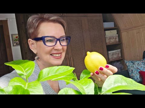 Видео: ПРО ЛИМОН | УКРОЩЕНИЕ ЛИМОНА | УХОД, ОБРЕЗКА, РАЗМНОЖЕНИЕ - коротко и по делу