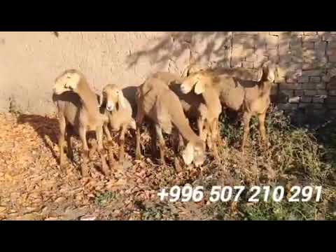 Видео: Жаш арашан ургачы козулар