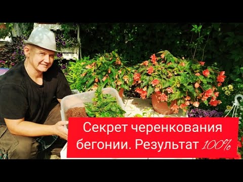 Видео: Секрет черенкования бегонии! 100% результат!