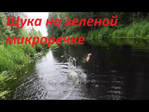 Видео: бобровые джунгли Тверской области