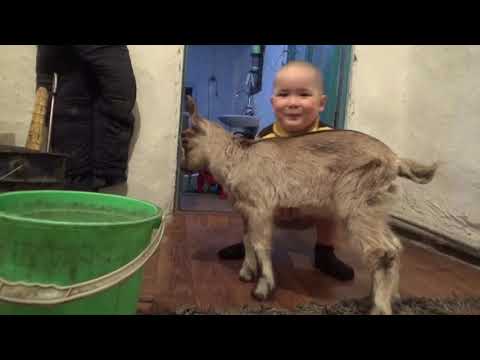 Видео: Таза Алпи лақ келіп жетті, аты Ханзада