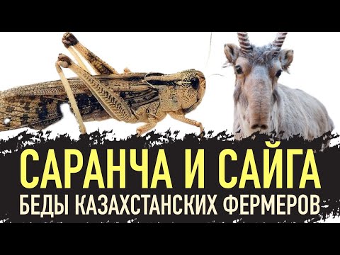 Видео: Саранча и сайга - беды казахстанских фермеров! Нашествие саранчи в Костанайской области!