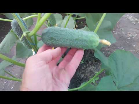 Видео: Огурец Арктика - месяц после высадки рассады в грунт. Момордика.