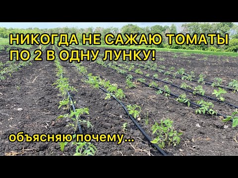 Видео: Схема высадки томатов в огород /открытый грунт