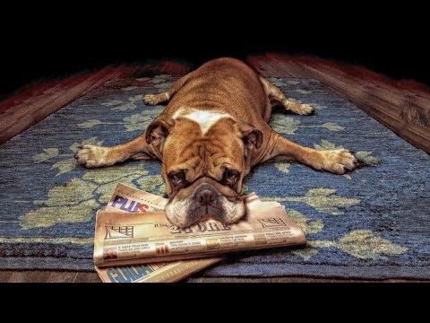 Видео: Топ 5 ленивых пород собак для ленивых хозяев