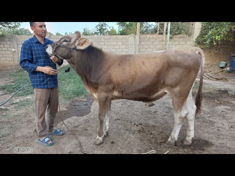 Видео: ГЕРМАНСКИ ШВЕДОИ БРЕНД КОРИИИ 904580010.  26 августа 2025 г.